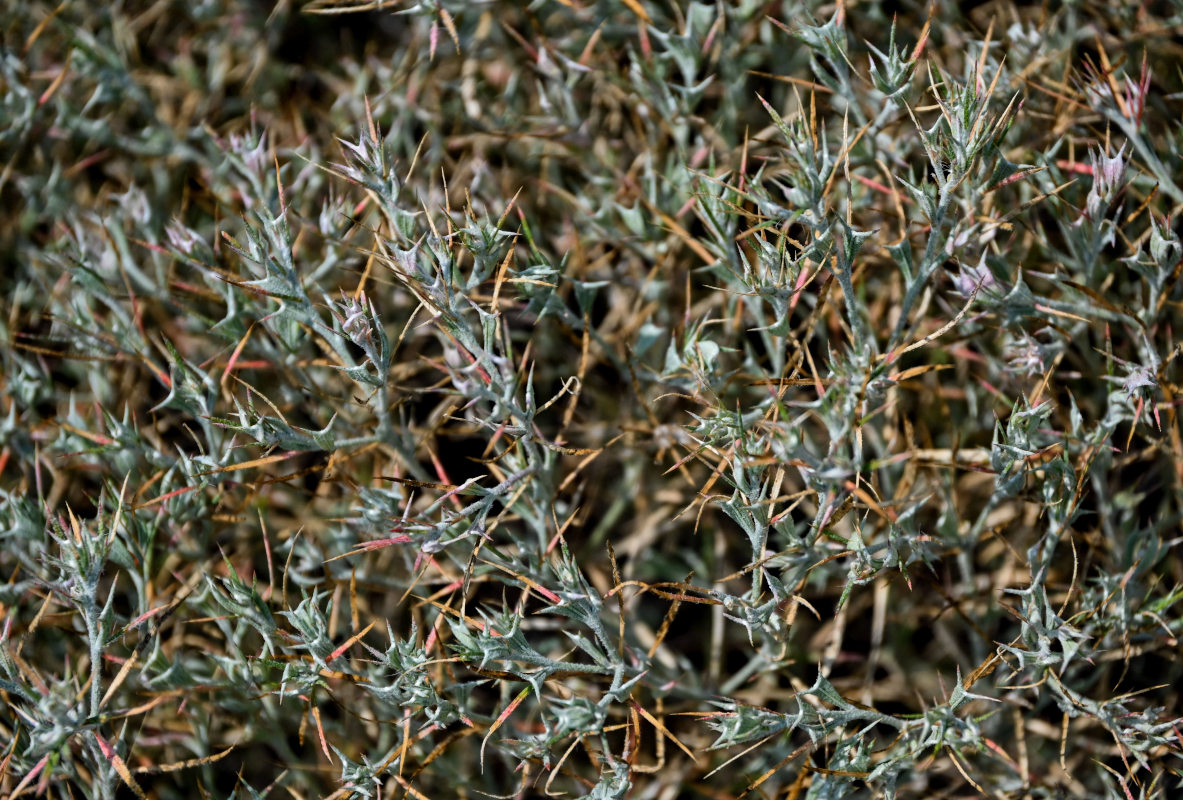 Изображение особи Ceratocarpus arenarius.
