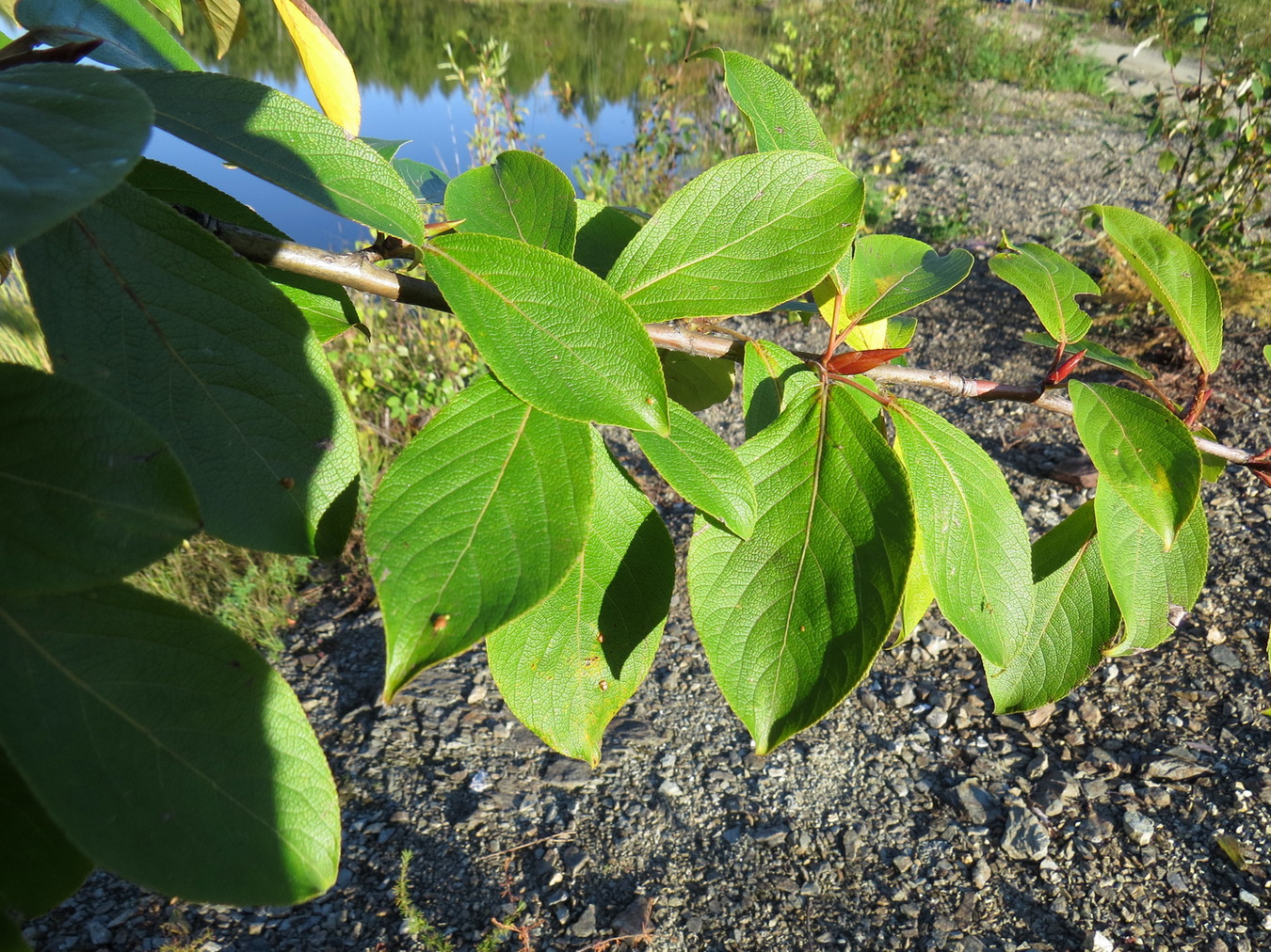 Image of Populus suaveolens specimen.