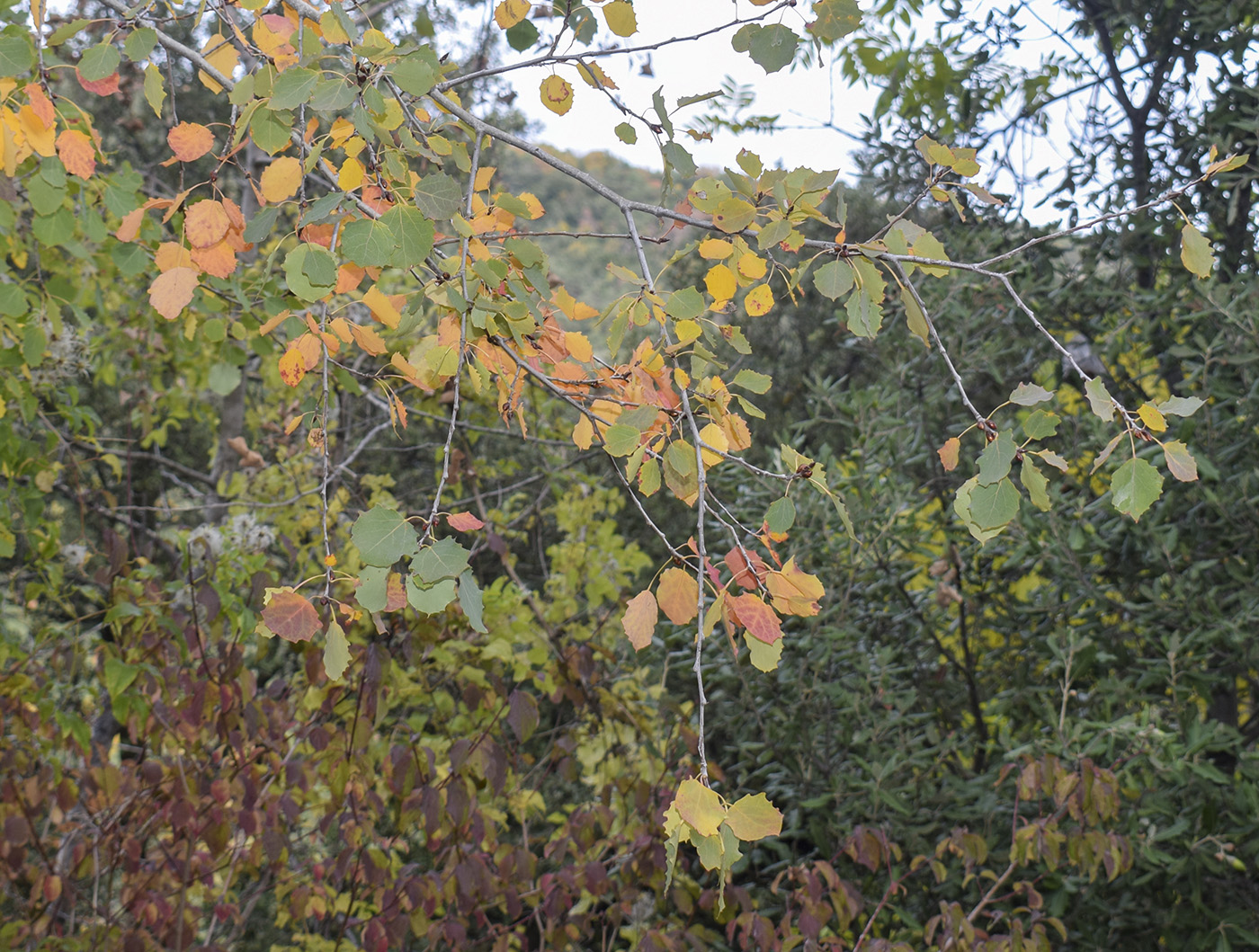 Image of Populus tremula specimen.
