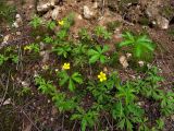 Potentilla flagellaris