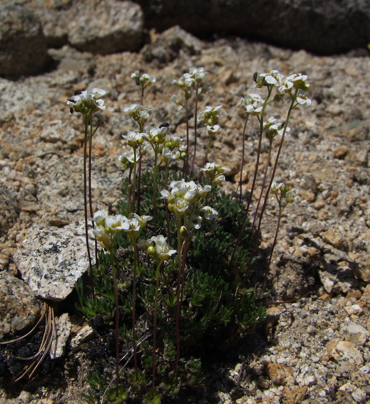 Изображение особи Draba magadanensis.