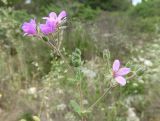 Erodium malacoides