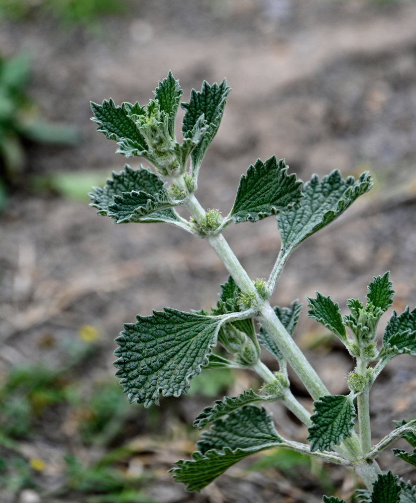 Изображение особи Marrubium vulgare.