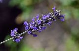 Lavandula angustifolia. Соцветие. Северная Осетия, г. Владикавказ, в культуре. 23.07.2022.