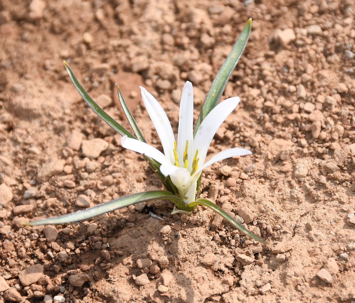 Image of Merendera robusta specimen.