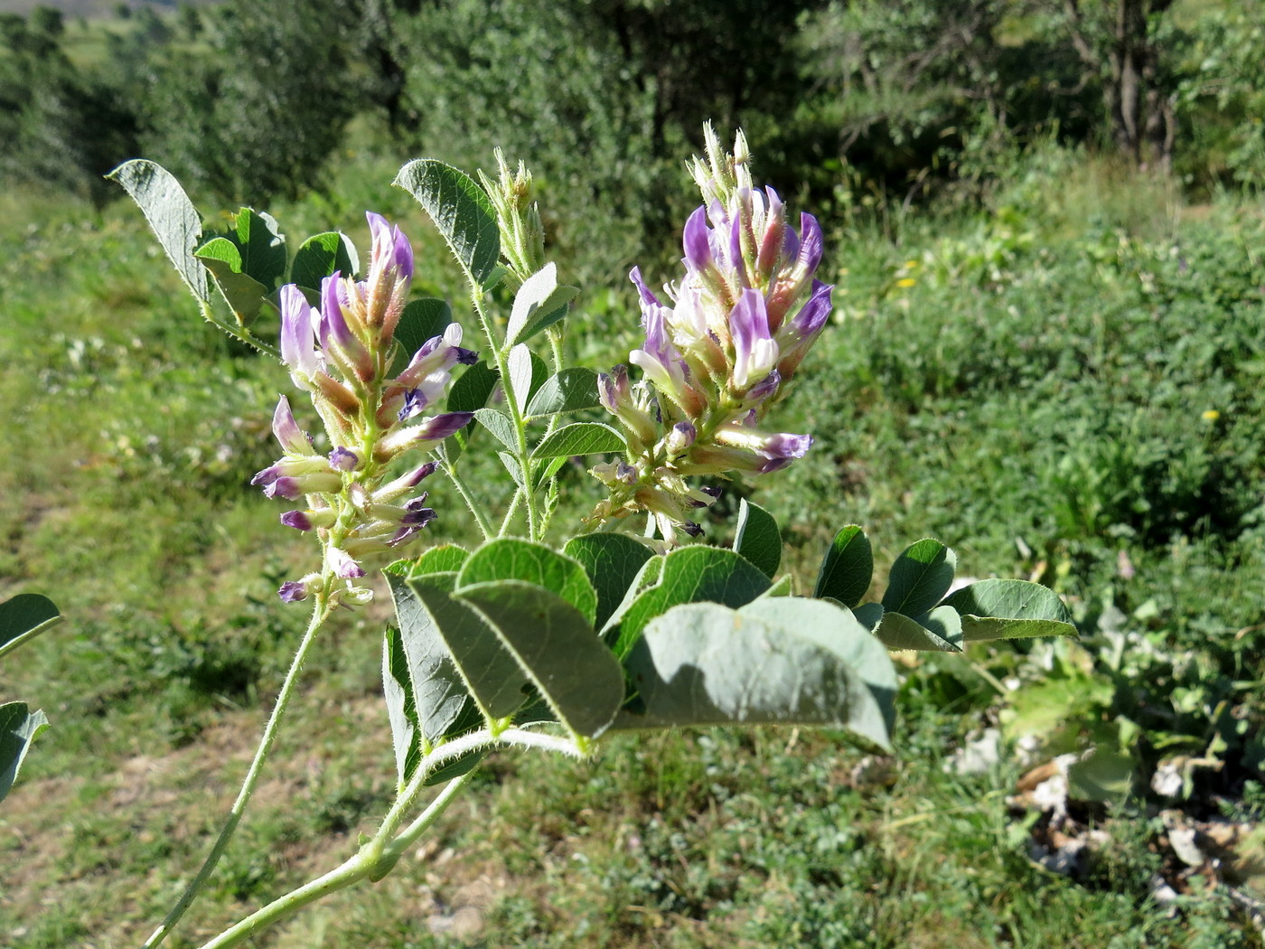 Изображение особи Glycyrrhiza aspera.