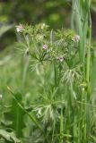 Geranium dissectum