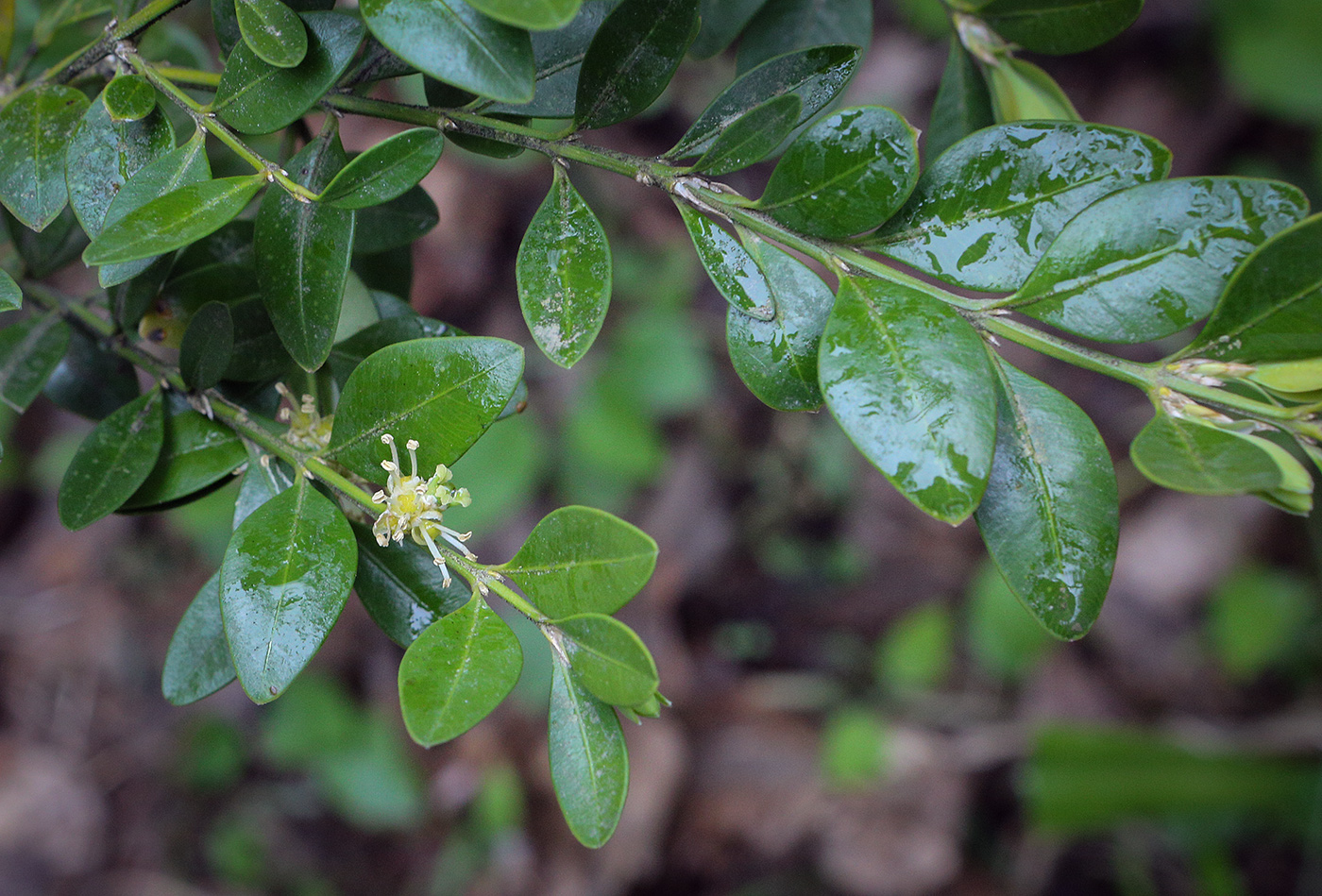 Image of Buxus colchica specimen.