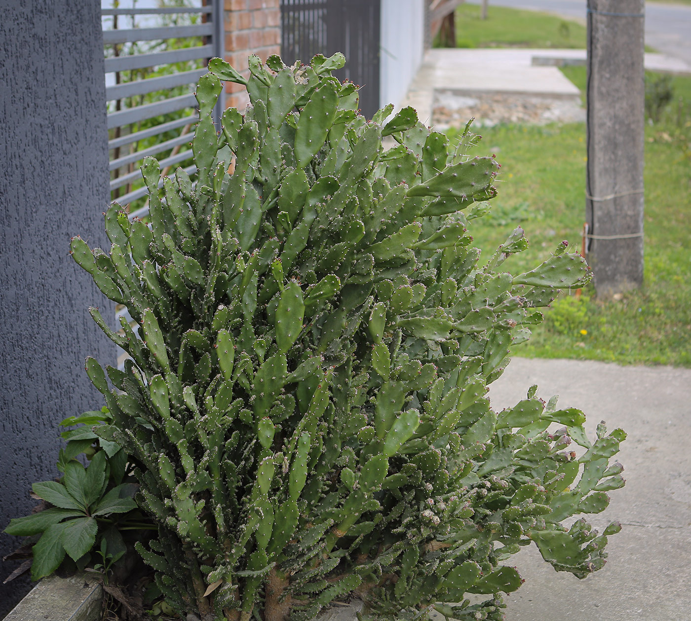 Image of genus Opuntia specimen.