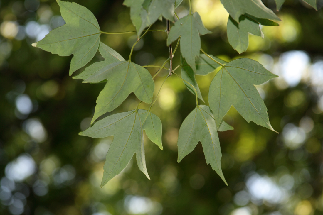 Изображение особи Acer buergerianum.