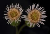 genus Erigeron
