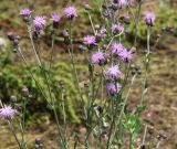 Cirsium incanum