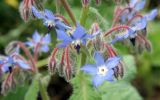 Borago officinalis