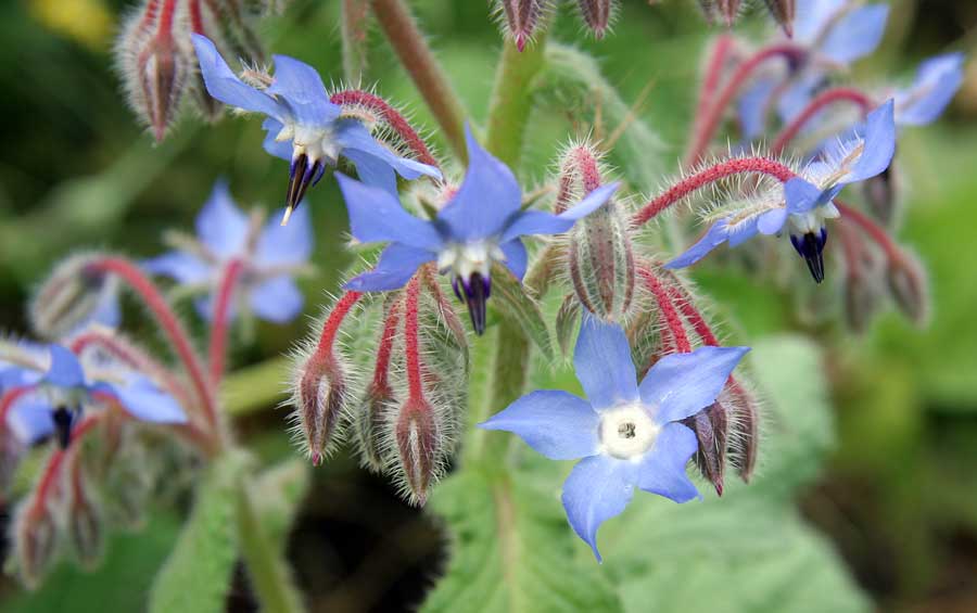 Изображение особи Borago officinalis.