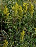 Galium verum