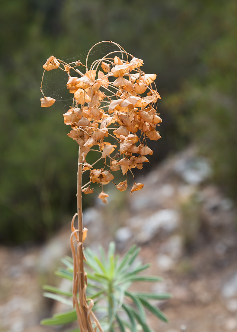 Изображение особи Euphorbia characias.
