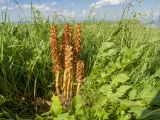 Orobanche grossheimii. Цветущие растения. Карачаево-Черкесия, Зеленчукский р-н, гора Джисса, ≈ 1600 м н.у.м., субальпийский луг. 14.06.2024.