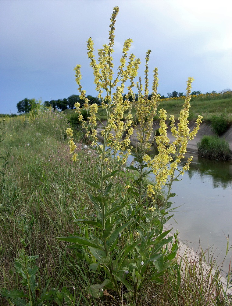 Image of Verbascum lychnitis specimen.