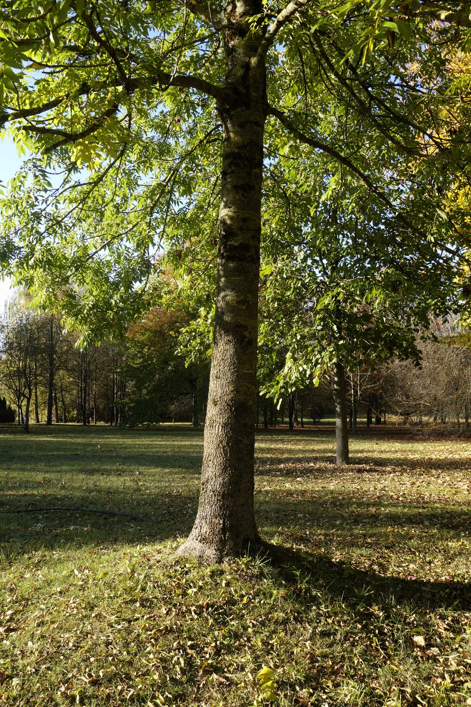 Image of Fraxinus excelsior specimen.