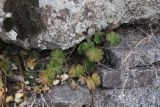 genus Geranium