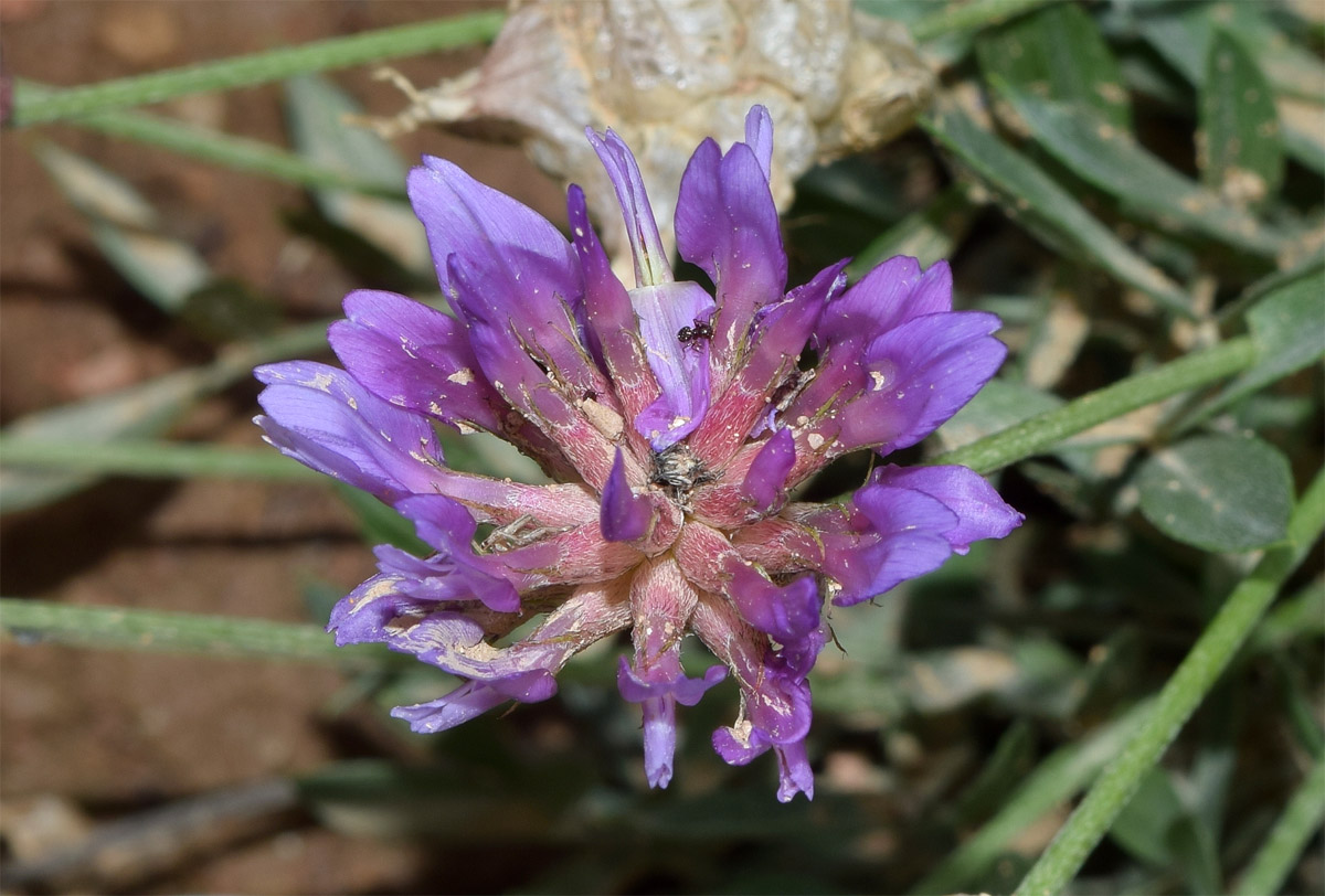 Image of Astragalus pseudonobilis specimen.