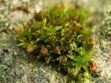род Orthotrichum