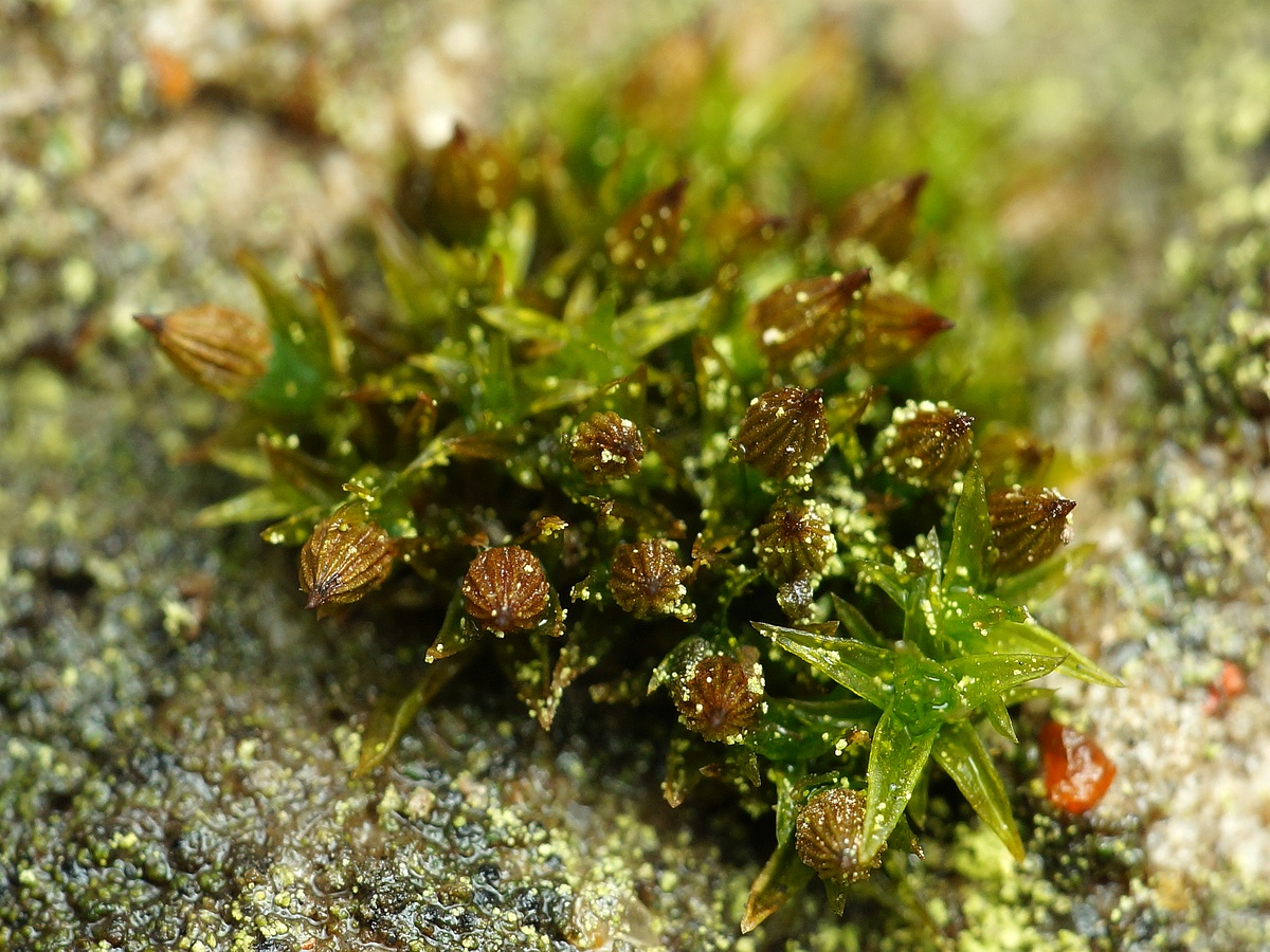 Изображение особи род Orthotrichum.