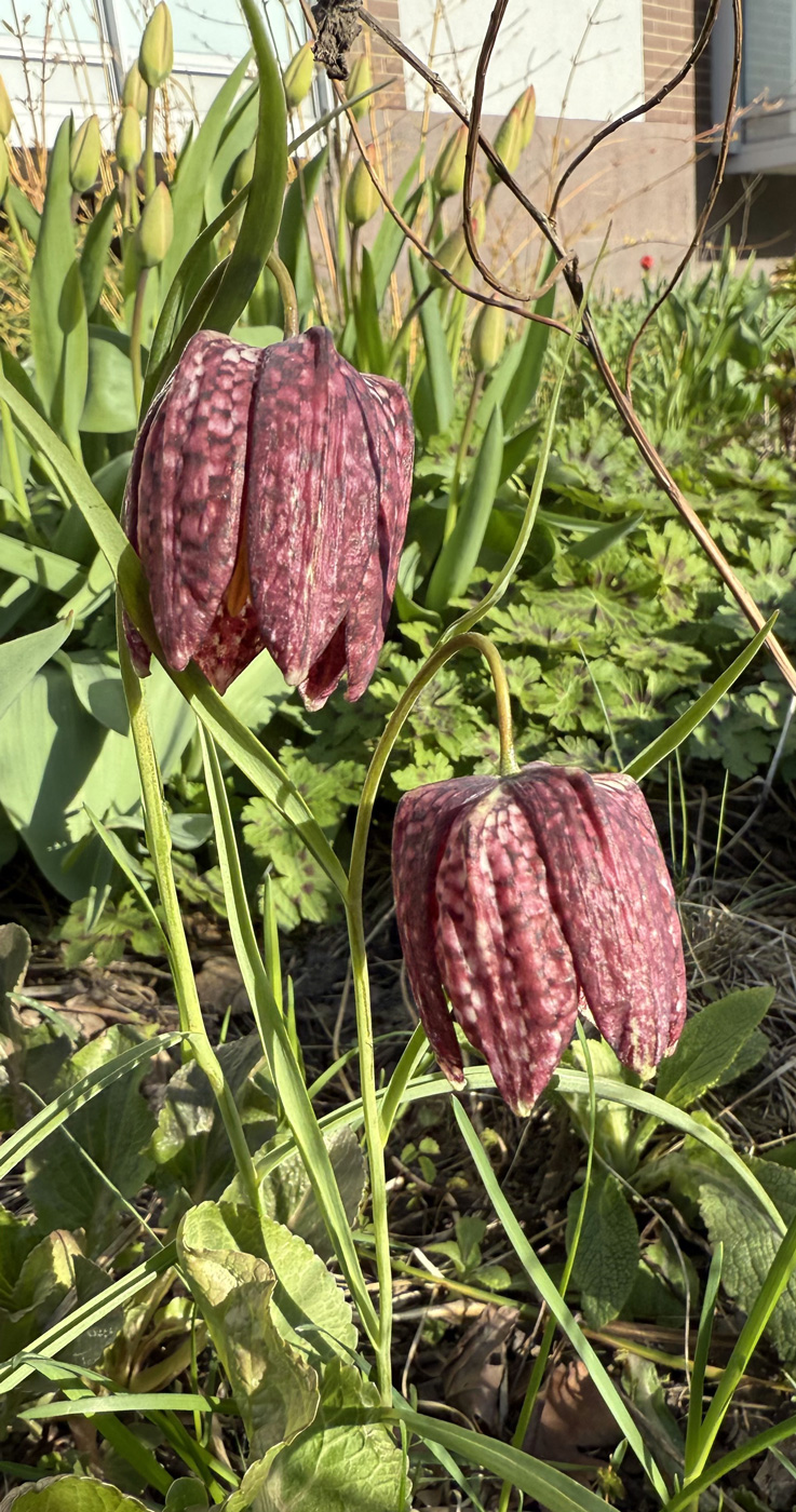 Image of Fritillaria meleagris specimen.