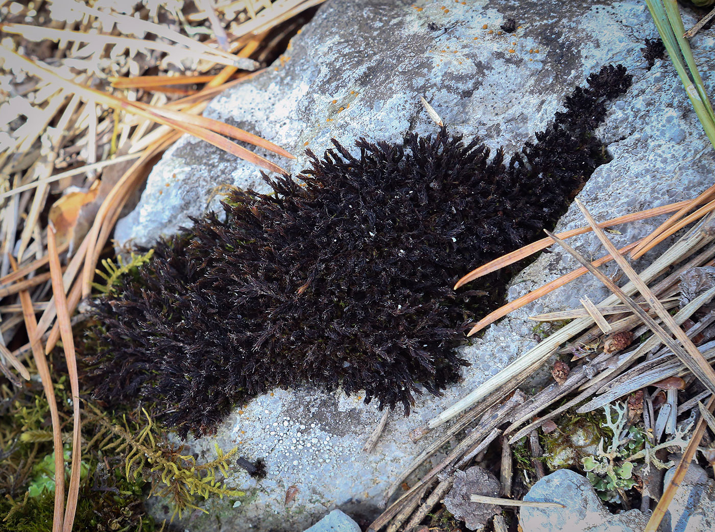 Image of class Bryopsida specimen.
