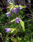 Campanula trachelium