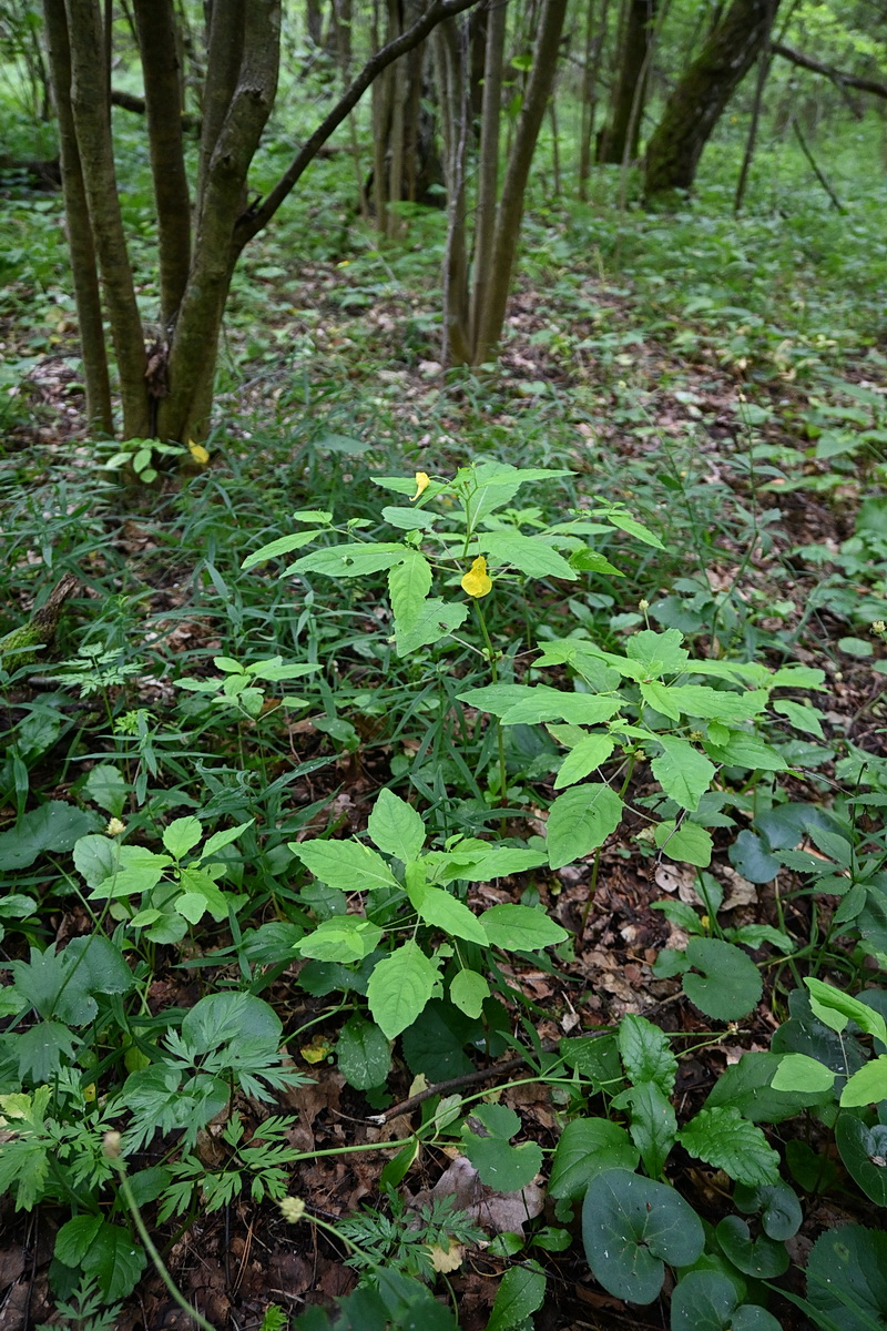 Image of Impatiens noli-tangere specimen.