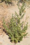 Artemisia annua