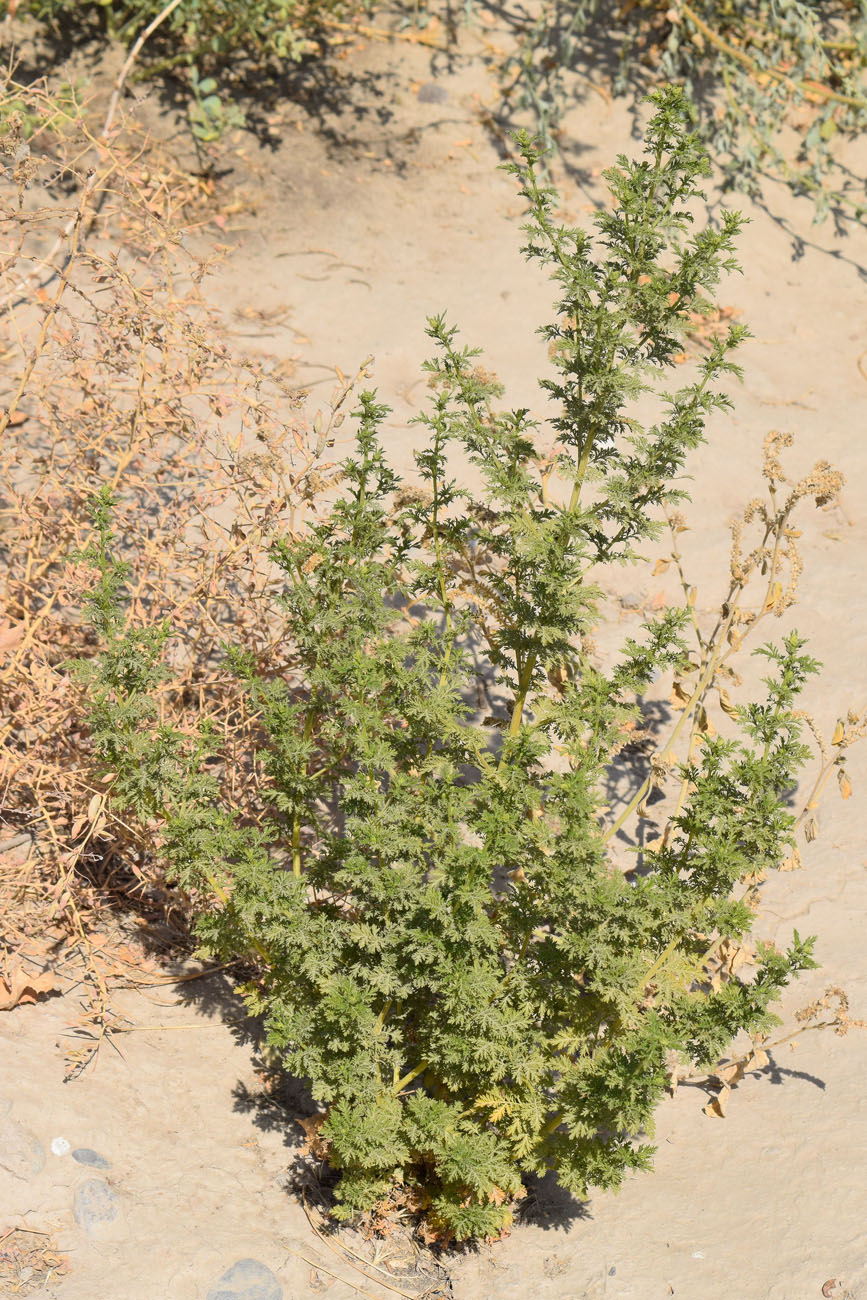 Изображение особи Artemisia annua.