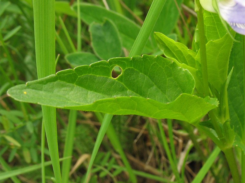 Image of Viola ruppii specimen.