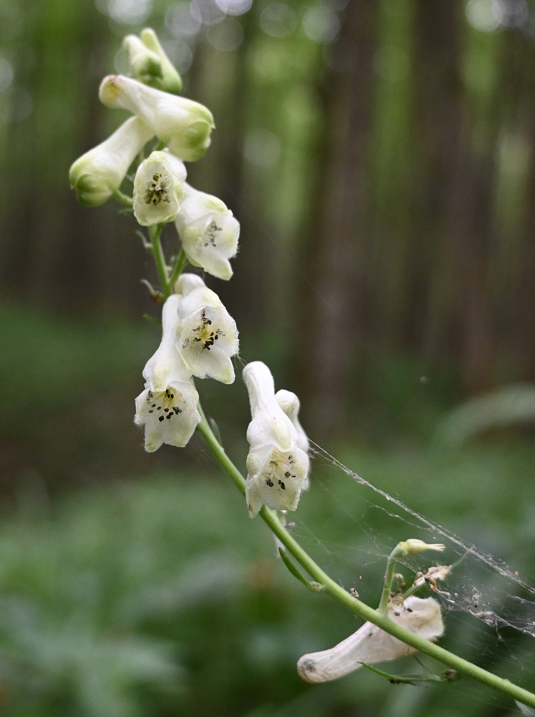 Изображение особи Aconitum lasiostomum.