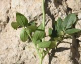 род Valeriana