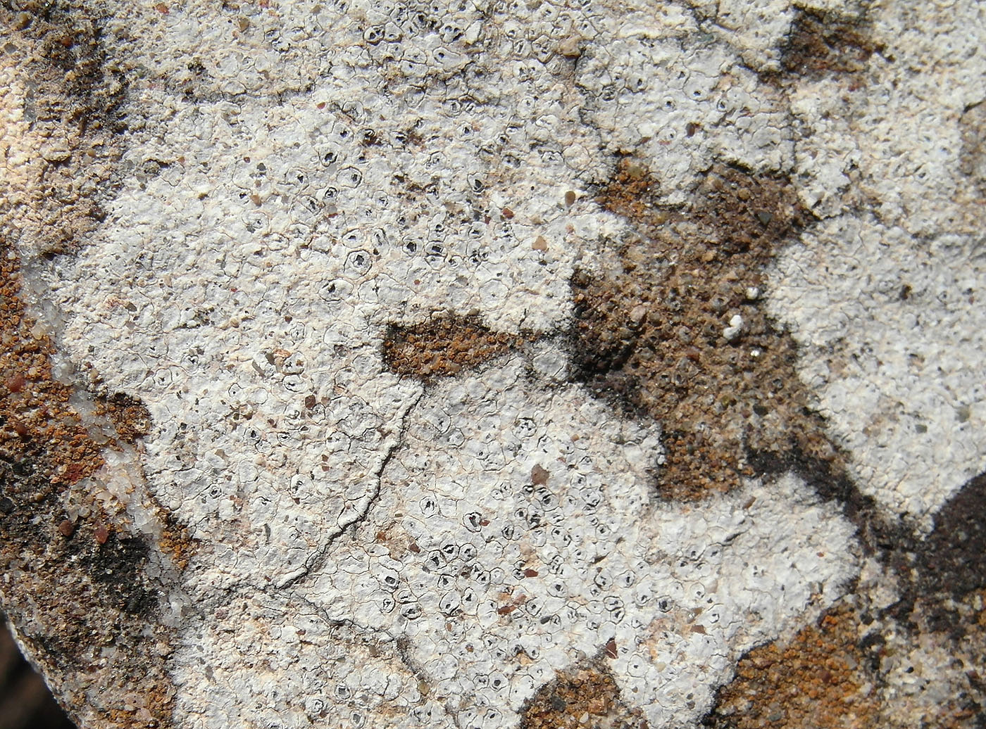 Image of Aspicilia calcarea specimen.