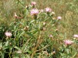 Centaurea iberica