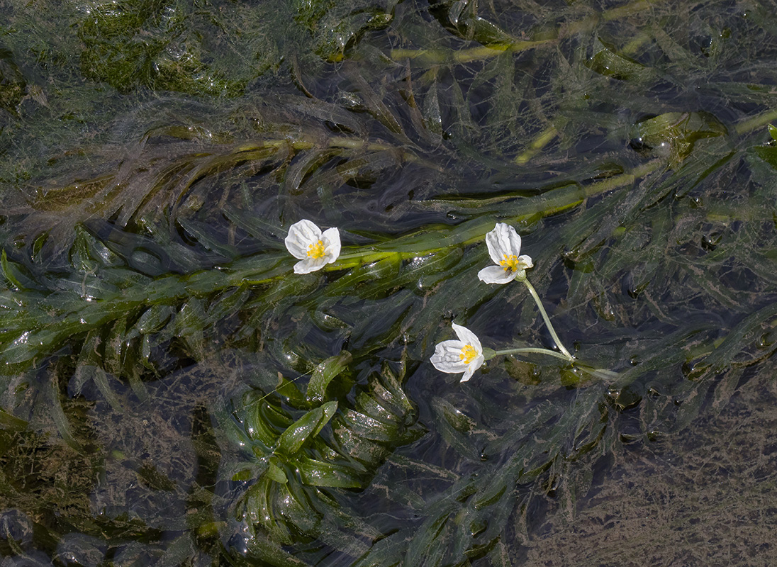 Image of Egeria densa specimen.