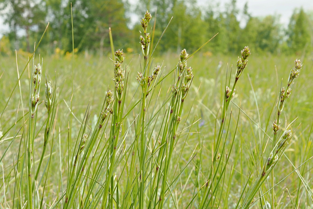 Image of Eremogone longifolia specimen.