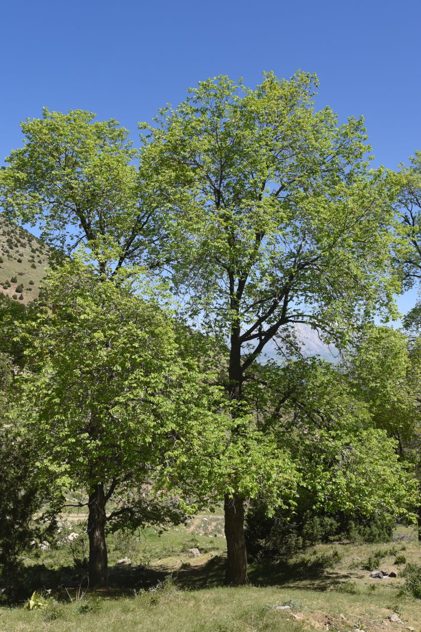 Image of genus Ulmus specimen.