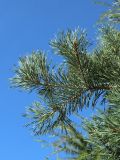 род Pinus