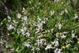 Astragalus levieri
