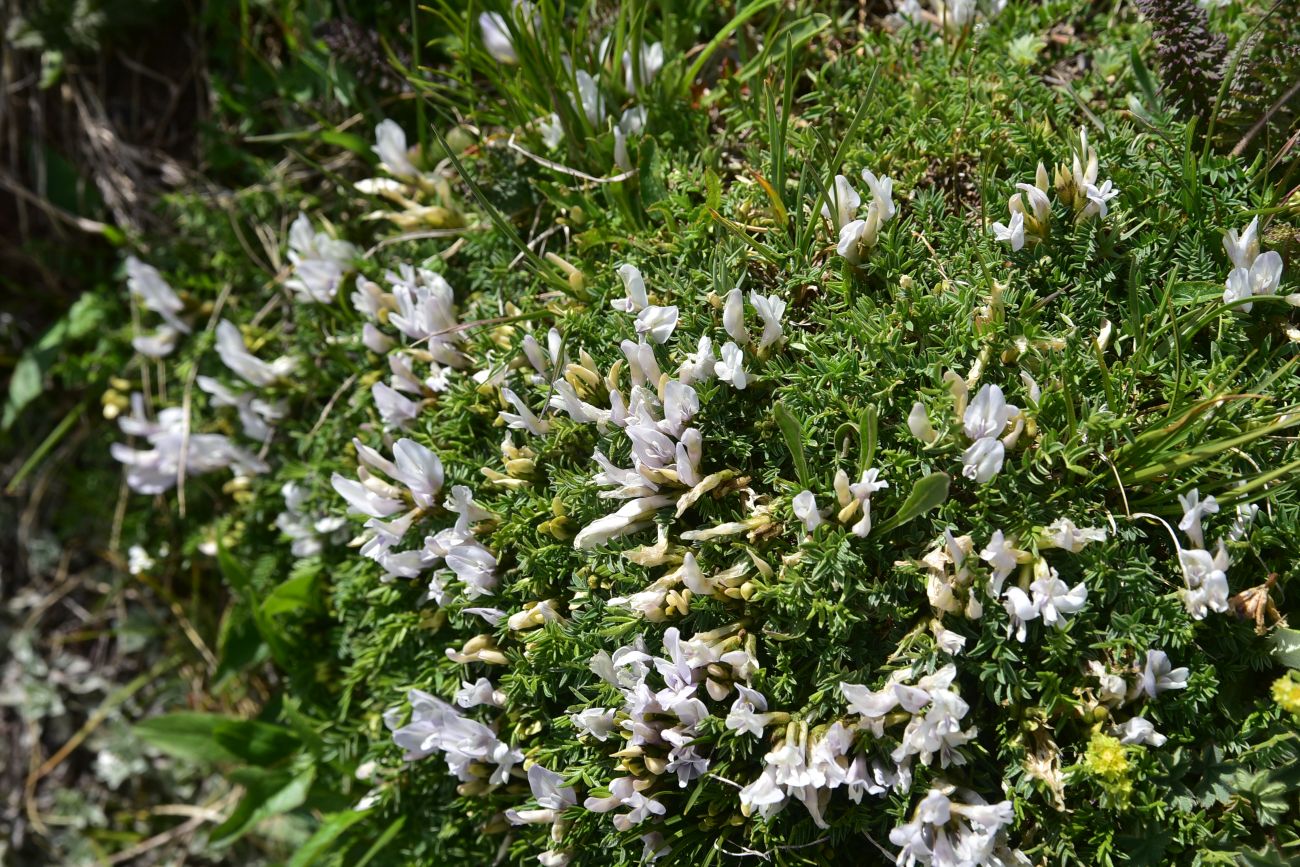 Изображение особи Astragalus levieri.