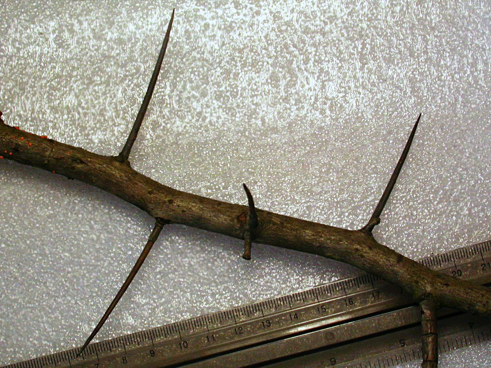 Image of Crataegus punctata specimen.