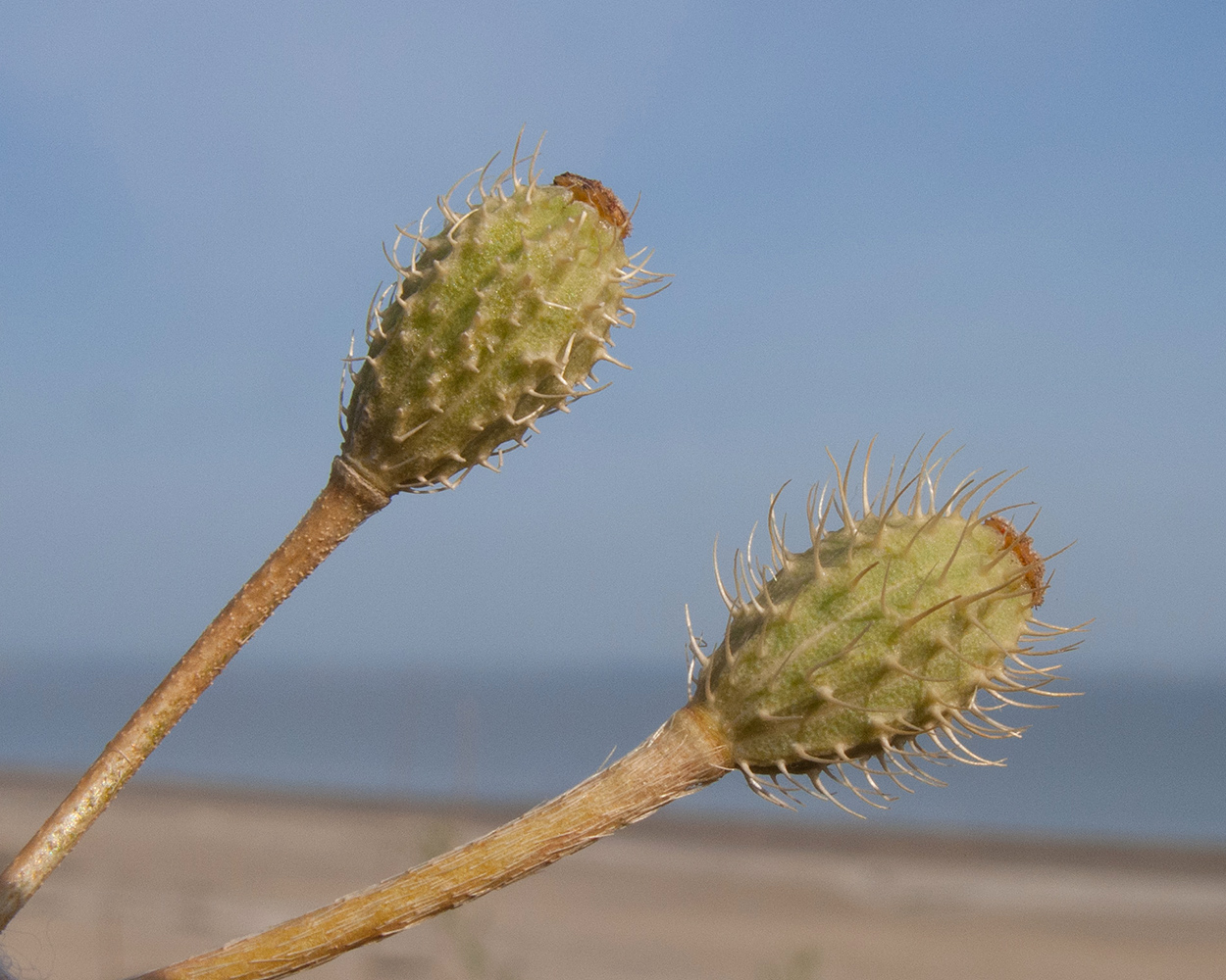 Image of Papaver hybridum specimen.