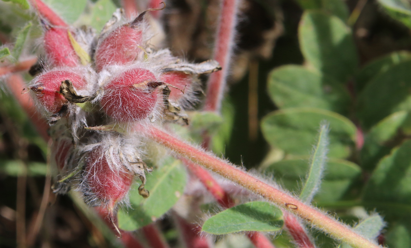 Изображение особи Astragalus dasyanthus.