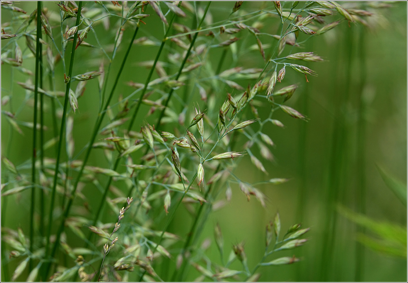 Изображение особи род Festuca.