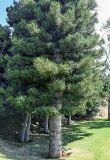 genus Araucaria. Нижняя часть кроны и ствола взрослого дерева. Португалия, о-в Мадейра, окр. г. Машику, в культуре. 22.08.2025.