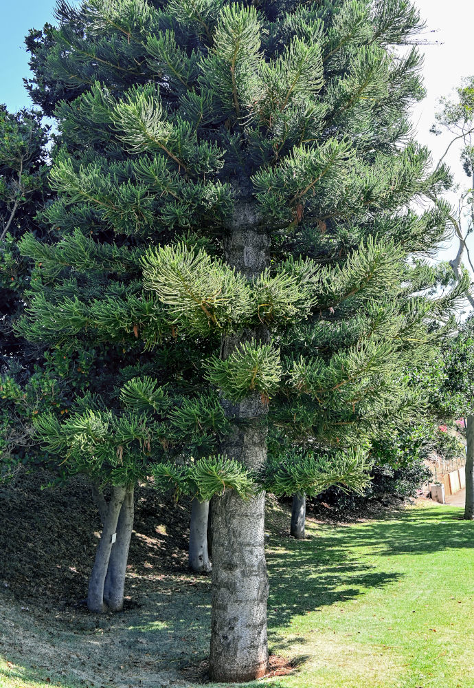 Image of genus Araucaria specimen.